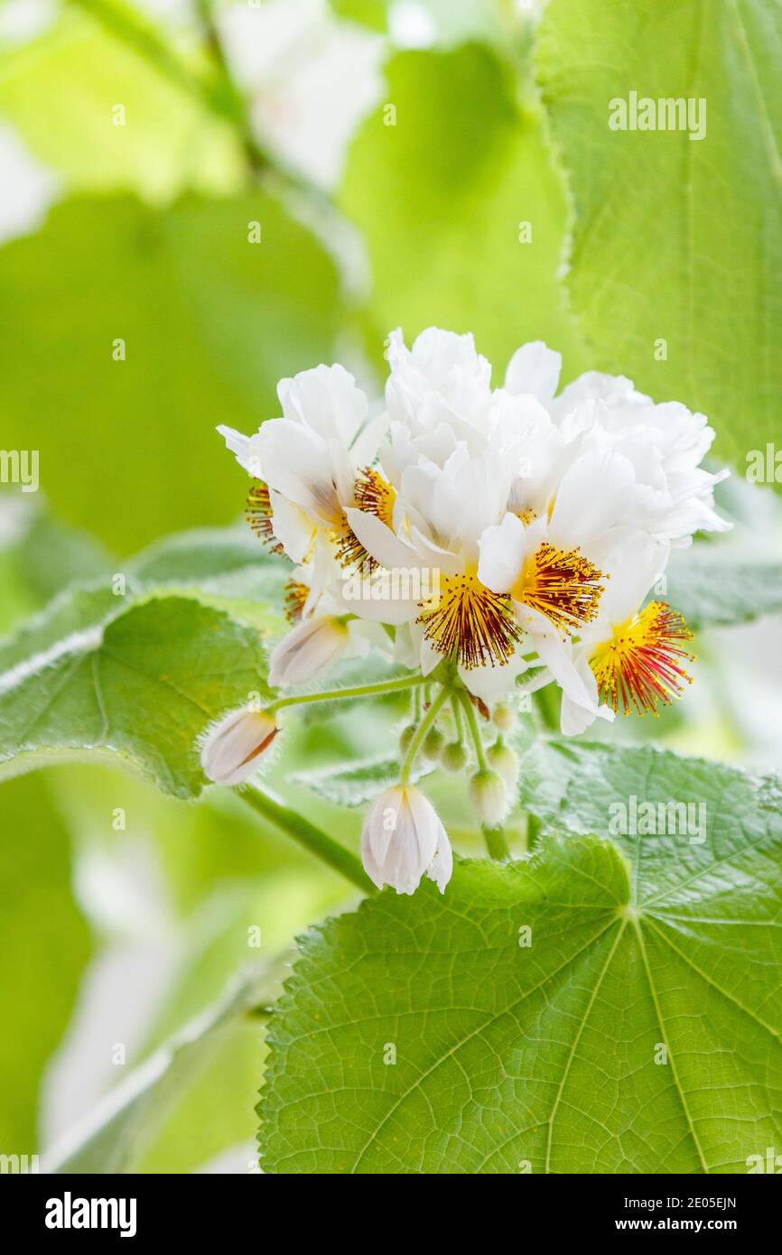 Canapa africana (Sparmannia africana) in fiore, tilleul d'Appartement in francese, pianta interna, fiori nel mese di febbraio Foto Stock