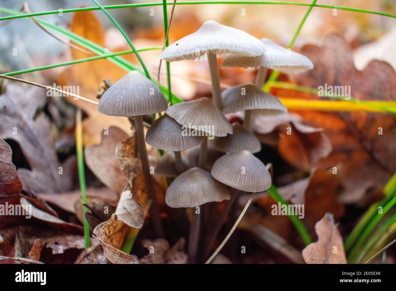 Bellissimi funghi dopo la pioggia crebbero sotto un albero caduto nella foresta Foto Stock