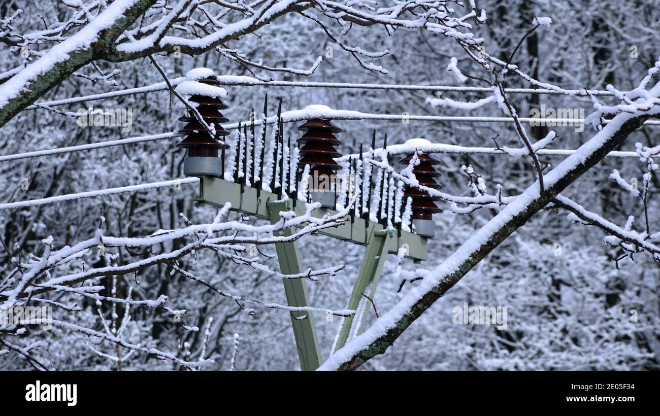 Isolatori congelati su un polo ad alta tensione nella foresta Foto Stock