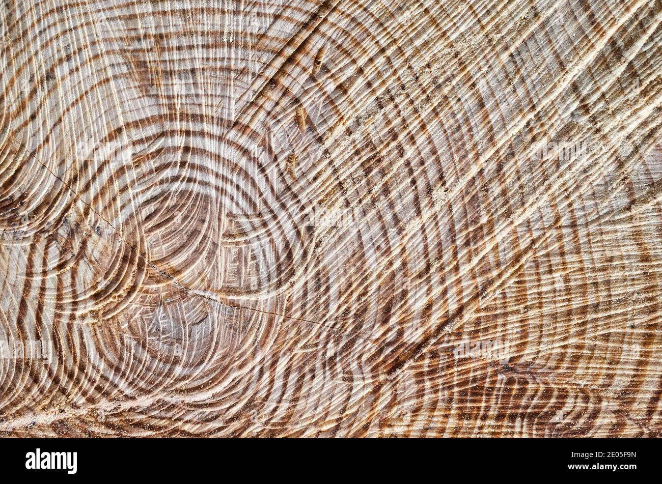 Taglio sezione tronco albero, sfondo astratto naturale. Foto Stock
