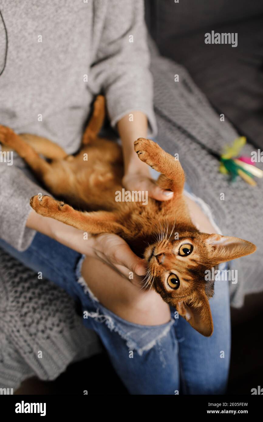 Carino giovane gatto abissino sdraiato nelle mani di donna Foto Stock