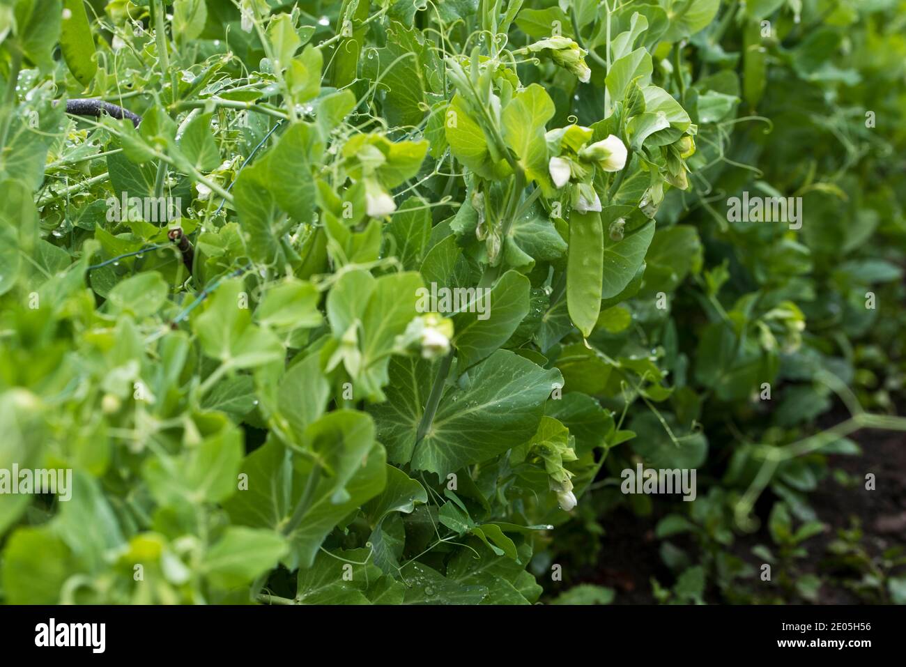 Piselli da giardino di prima mattina Foto Stock