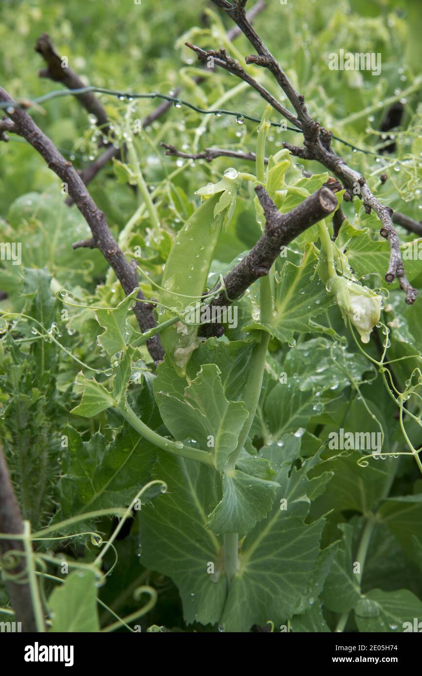 Piselli da giardino di prima mattina Foto Stock