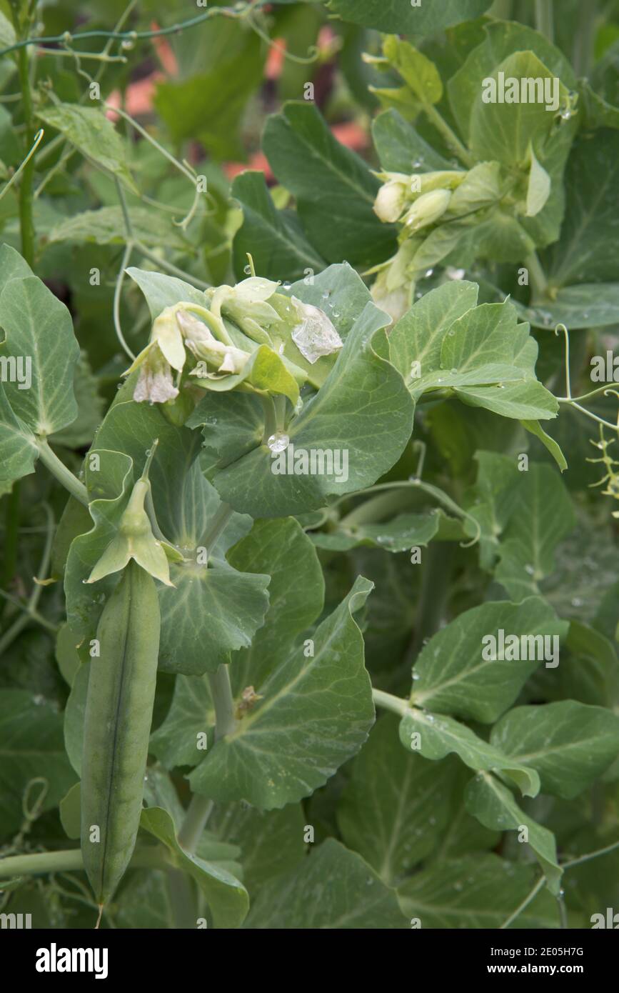 Piselli da giardino di prima mattina Foto Stock