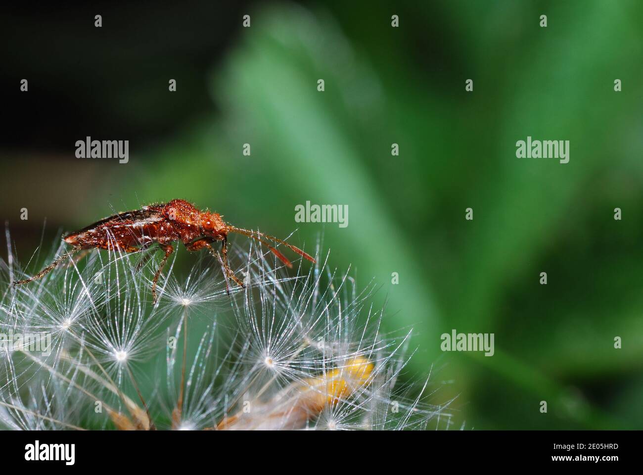 il coleottero bruno-rossastro strisciando su un blowball nel sole d'estate Foto Stock