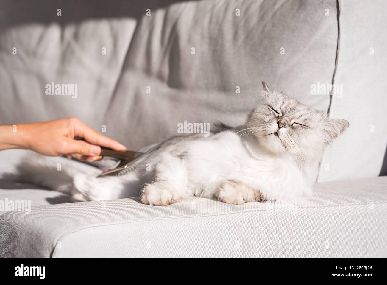 Il gatto peloso dai capelli lunghi è molto felice di essere spazzolato. Uomo che combatte il suo amabile animale domestico. Spazzola a pettine per animali domestici Foto Stock