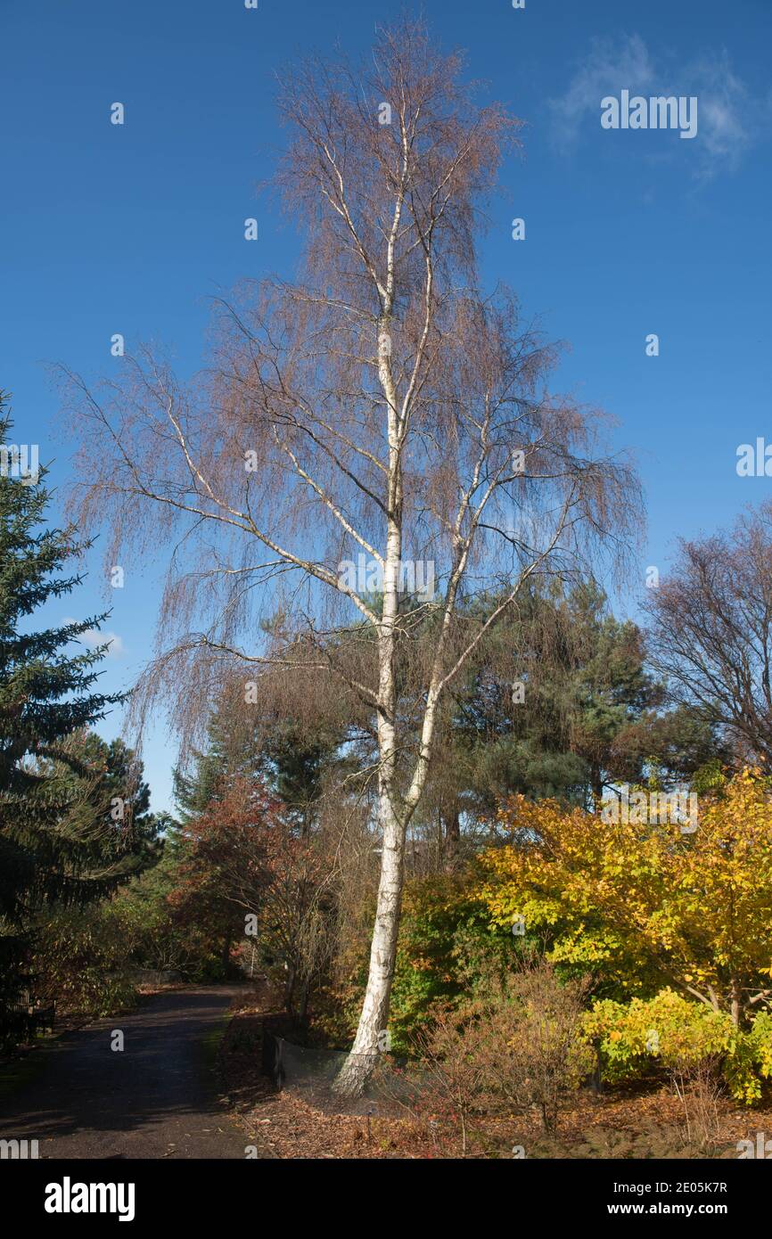 Inverno Foliage di un albero di betulla di latifoglie deciduo (Betula) con nessuna foglia che cresce in un giardino in Devon rurale, Inghilterra, Regno Unito Foto Stock