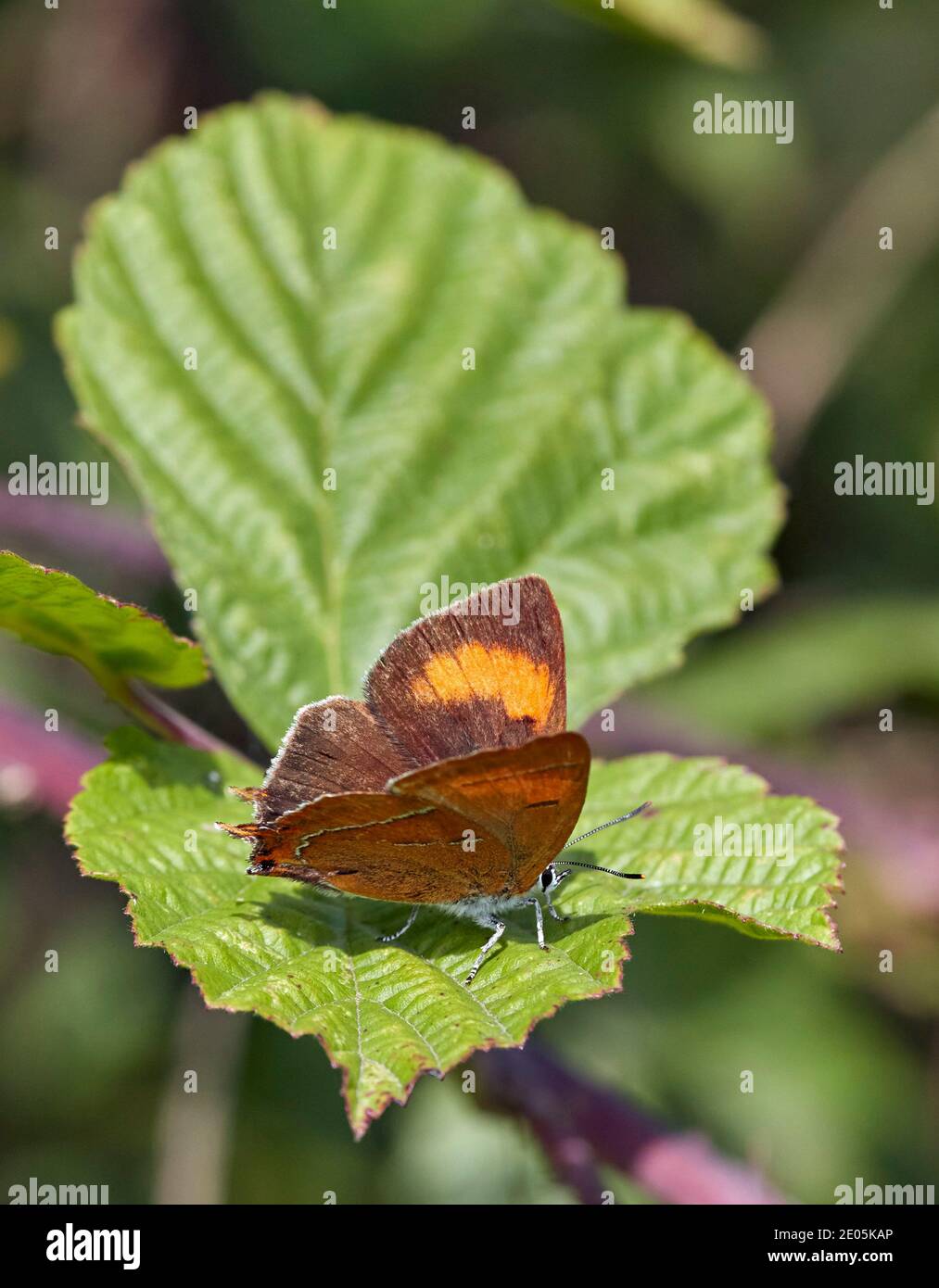 Marrone Hairstreak femmina. Molesey Heath, West Molesey, Surrey. Foto Stock