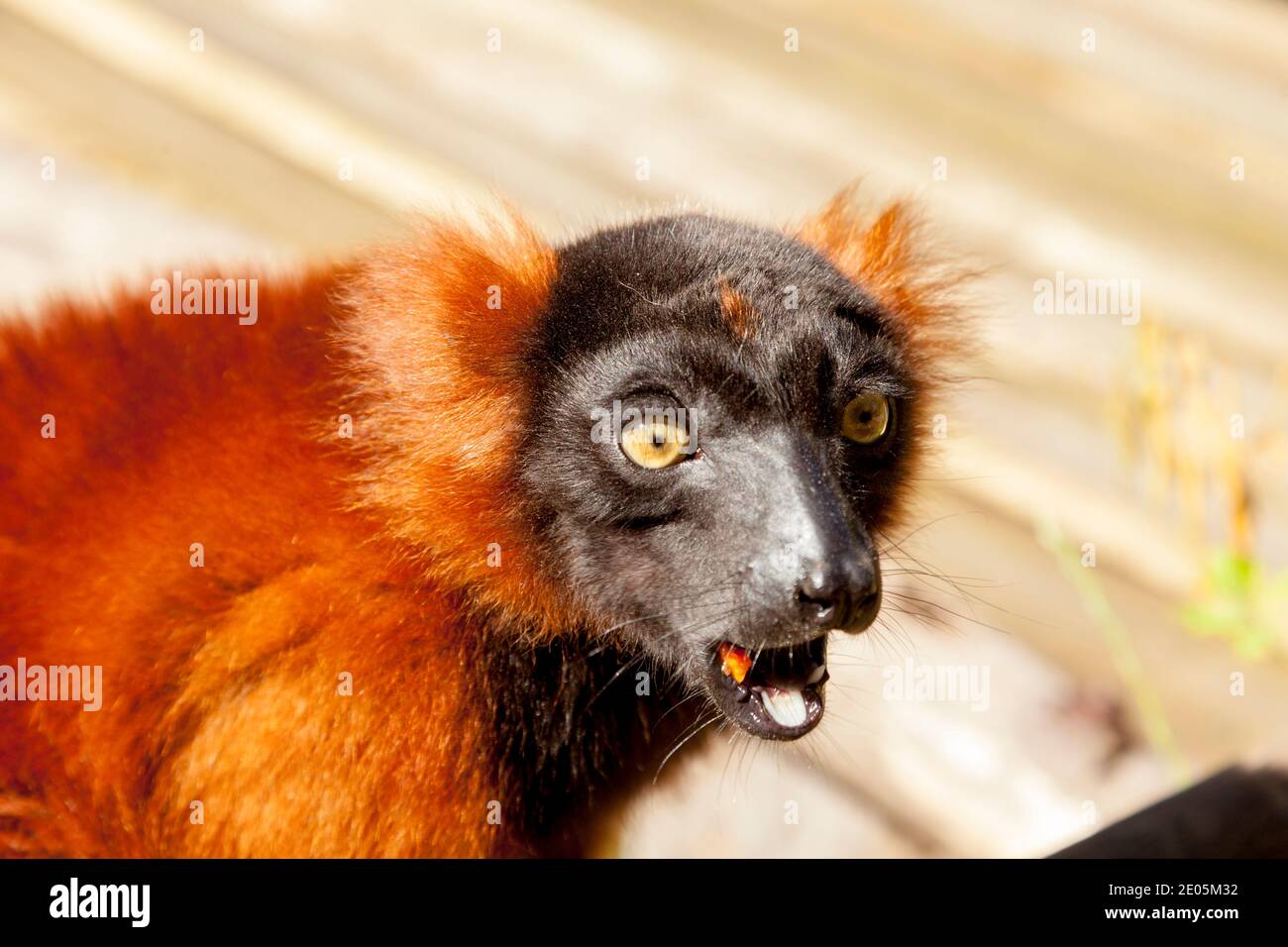 Lemure rosso ruffed (Varecia rubra); Foto Stock