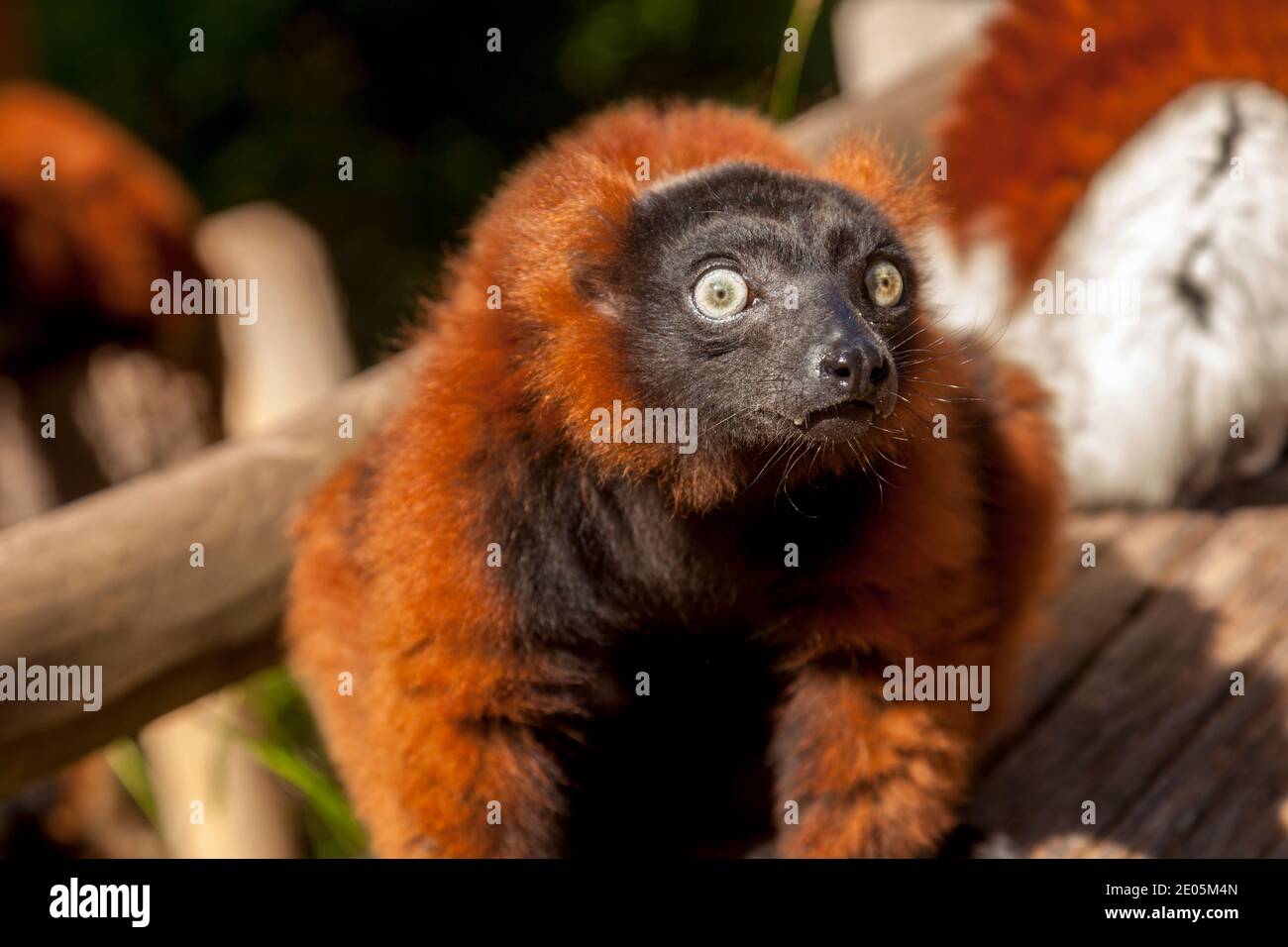 Lemure rosso ruffed (Varecia rubra); Foto Stock