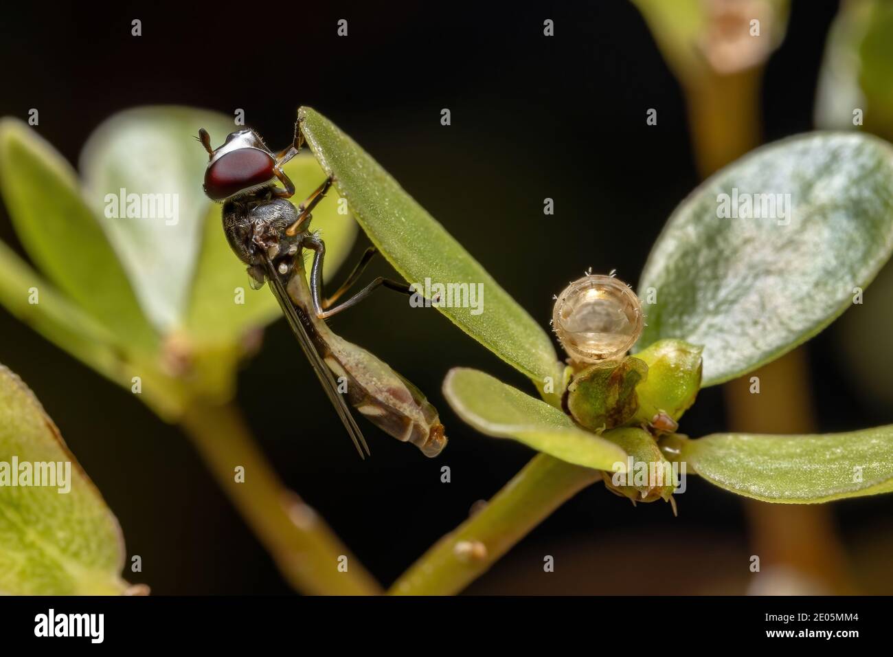 Hover Fly del genere Dioproopa appena schiusa da a. pupa che è a destra dell'insetto adulto Foto Stock