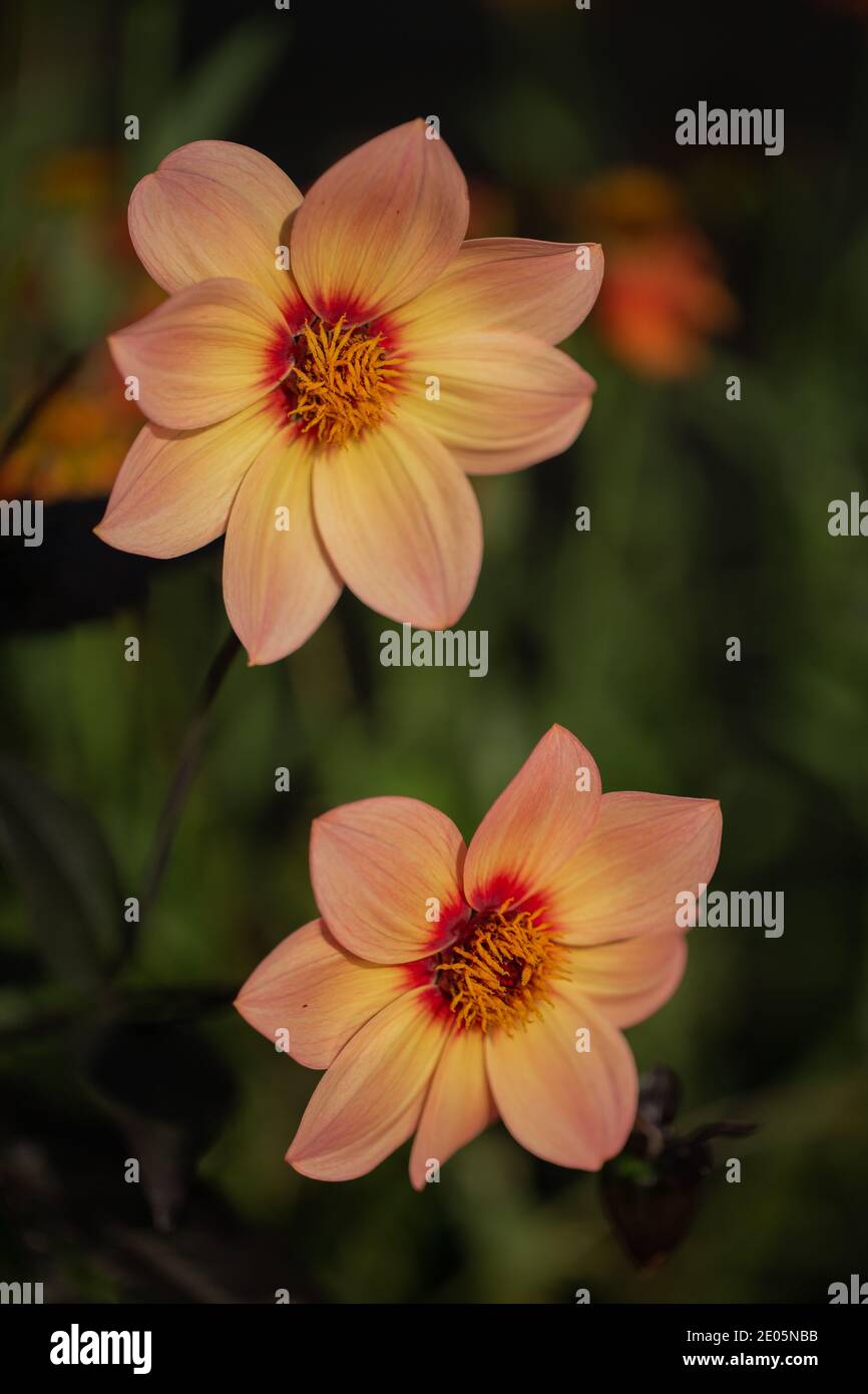 Primo piano, immagini isolate del Dahlia mignon felice singolo bacio fiorisce Foto Stock