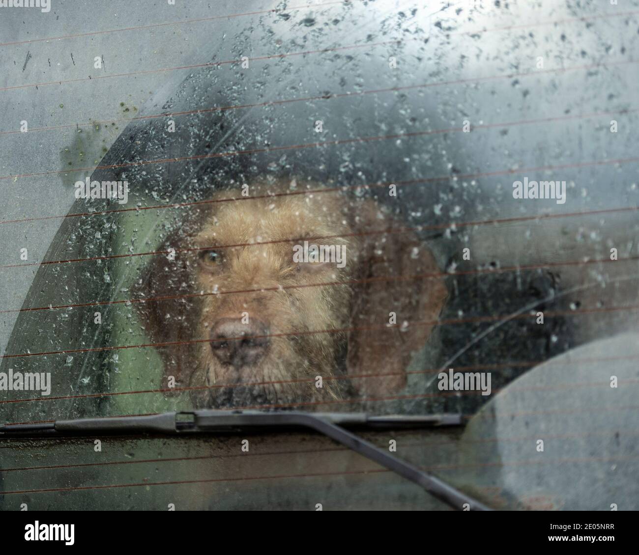 Wirehaired ungherese vizsla cane Foto Stock Wirehaired ungherese vizsla cane Foto Stock
