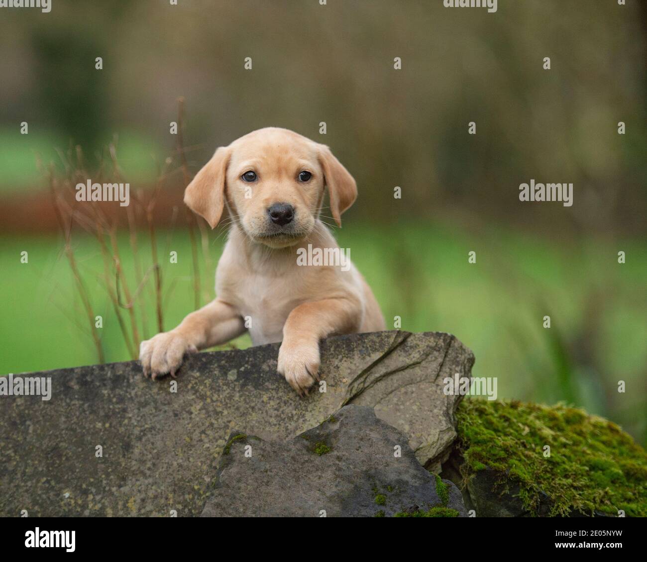 Giallo labrador retriever cucciolo Foto Stock