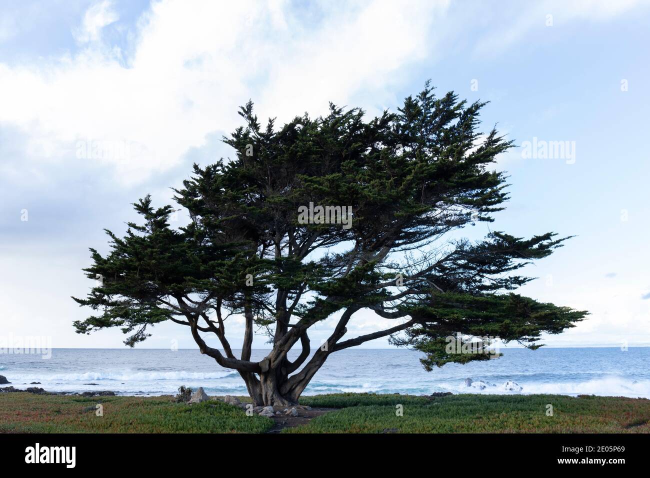 Pacifico boschetto lone albero Foto Stock