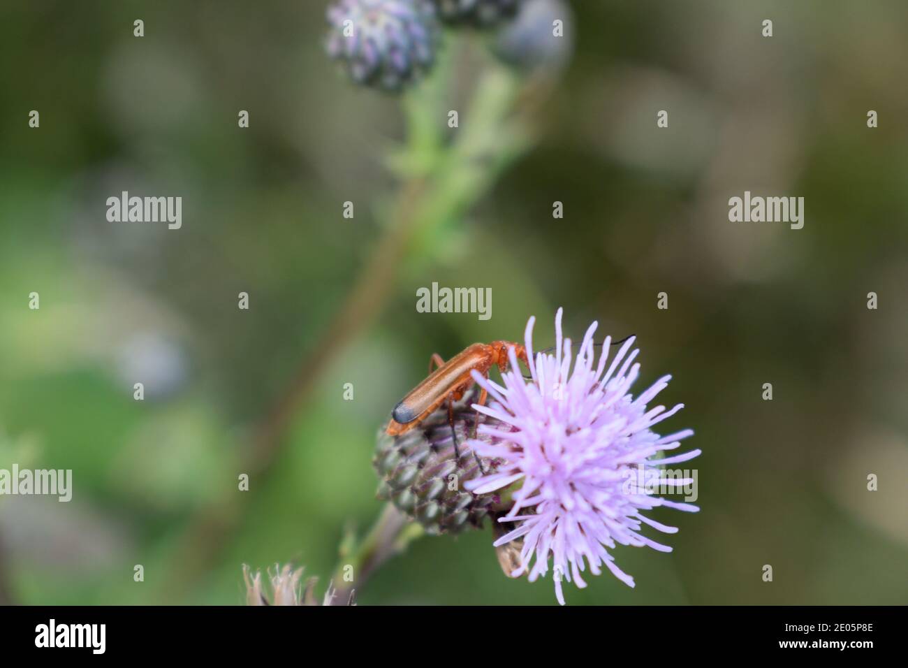 Comune Red Soldier Beetle su un Thistle Flower in Inghilterra Foto Stock