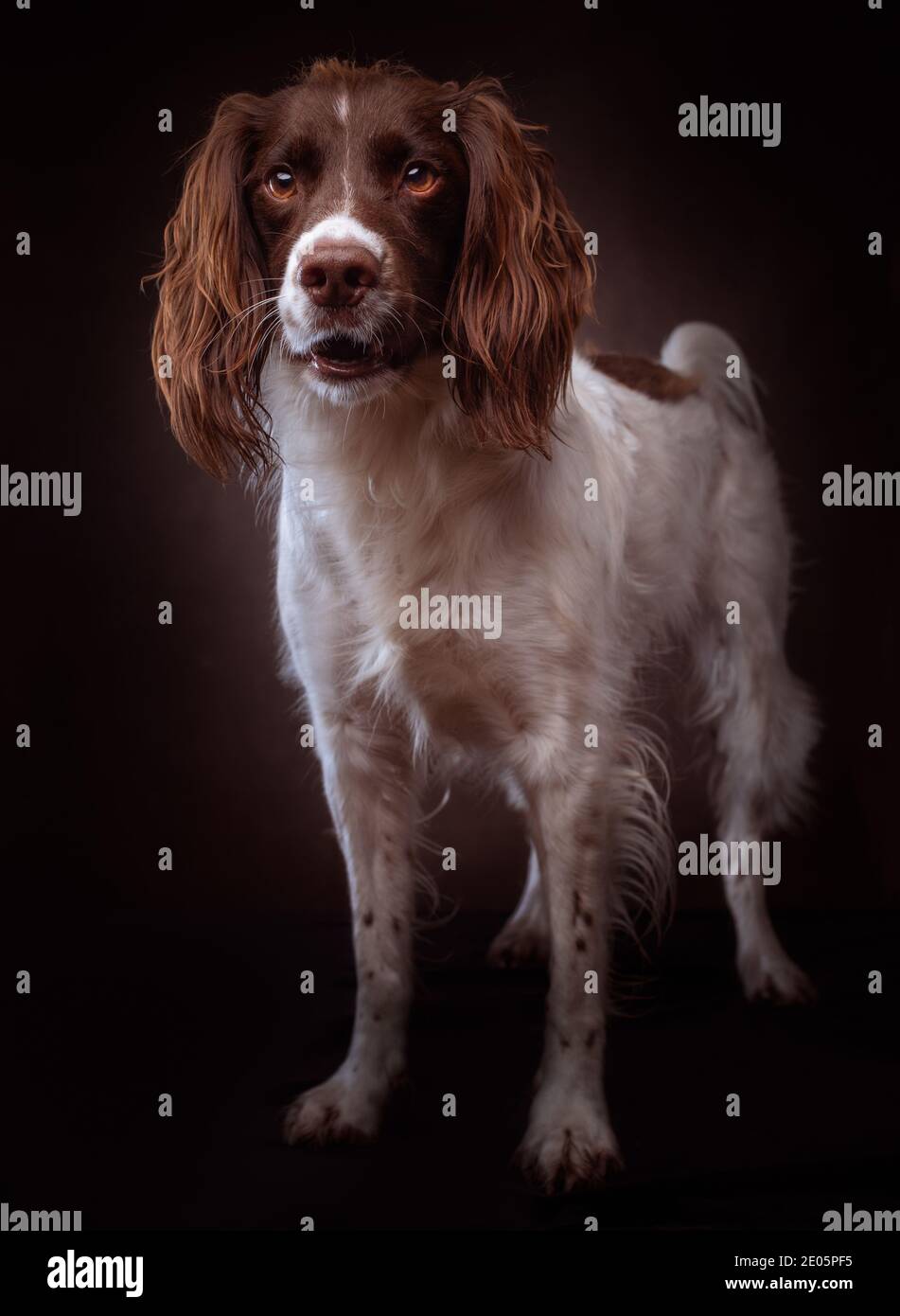 Un'immagine da studio di un cane spaniel springer inglese si trovava su uno sfondo di tela marrone. Foto Stock