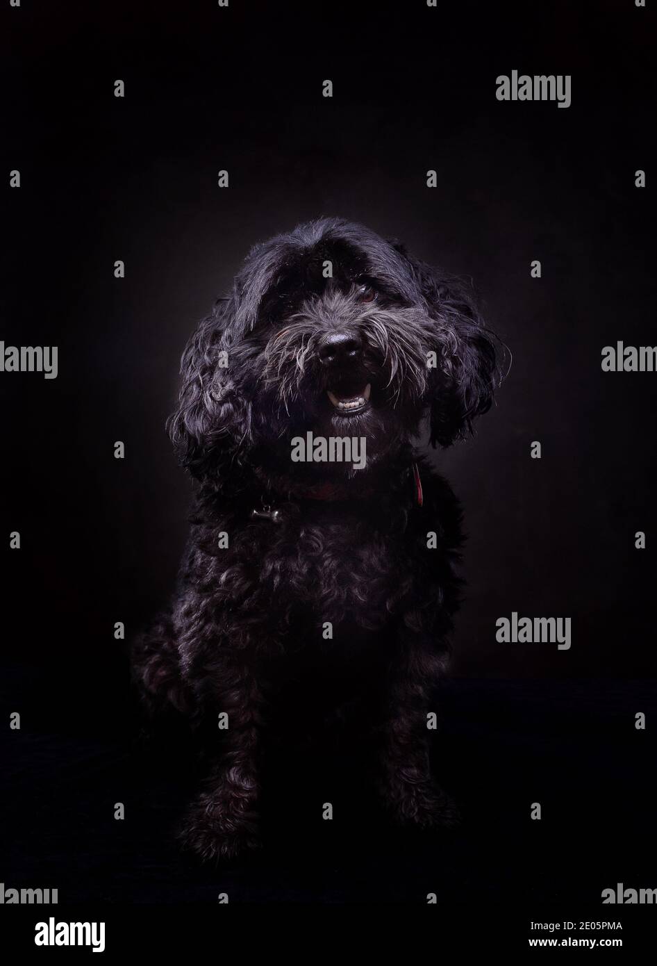 Studio ritratto del cane nero Jack-a-poo Foto Stock