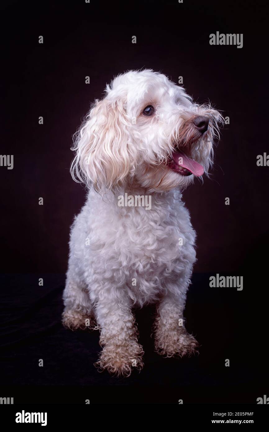 Ritratto da studio Jack-a-poo bianco per adulti su sfondo scuro Foto Stock