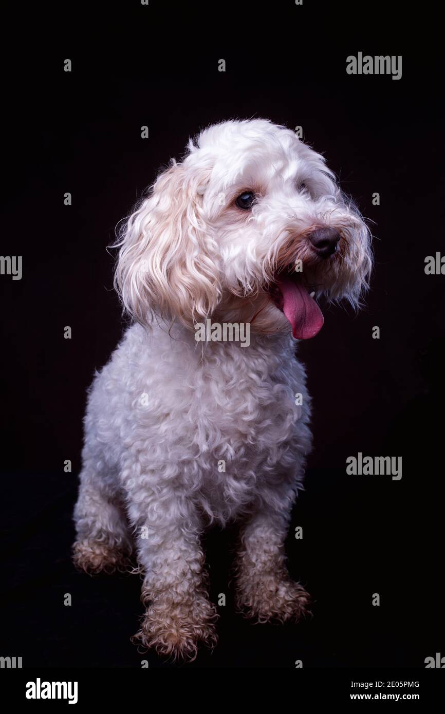 Ritratto da studio Jack-a-poo bianco per adulti su sfondo scuro Foto Stock