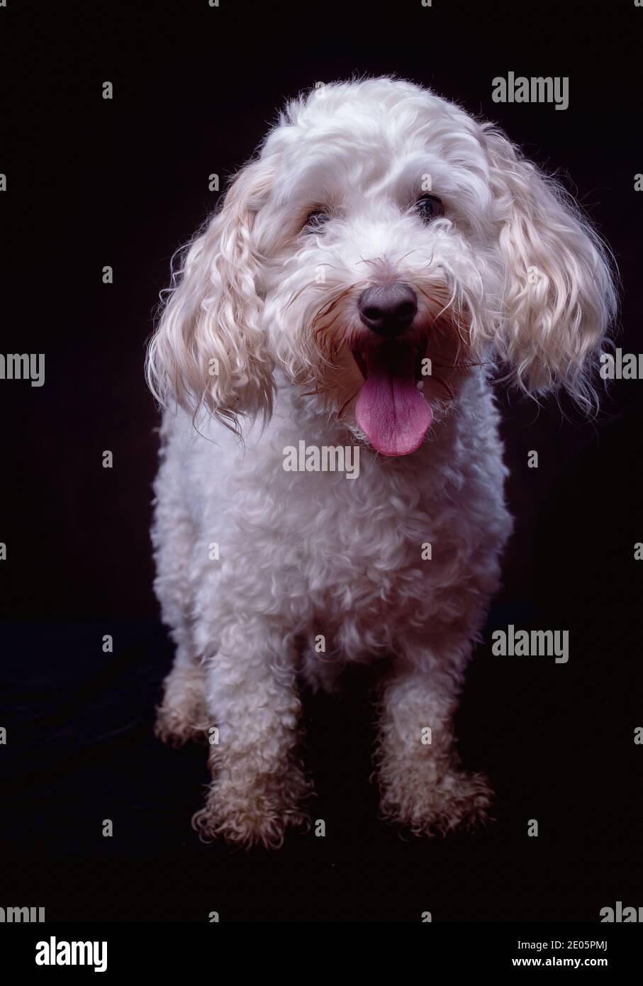 Ritratto da studio Jack-a-poo bianco per adulti su sfondo scuro Foto Stock