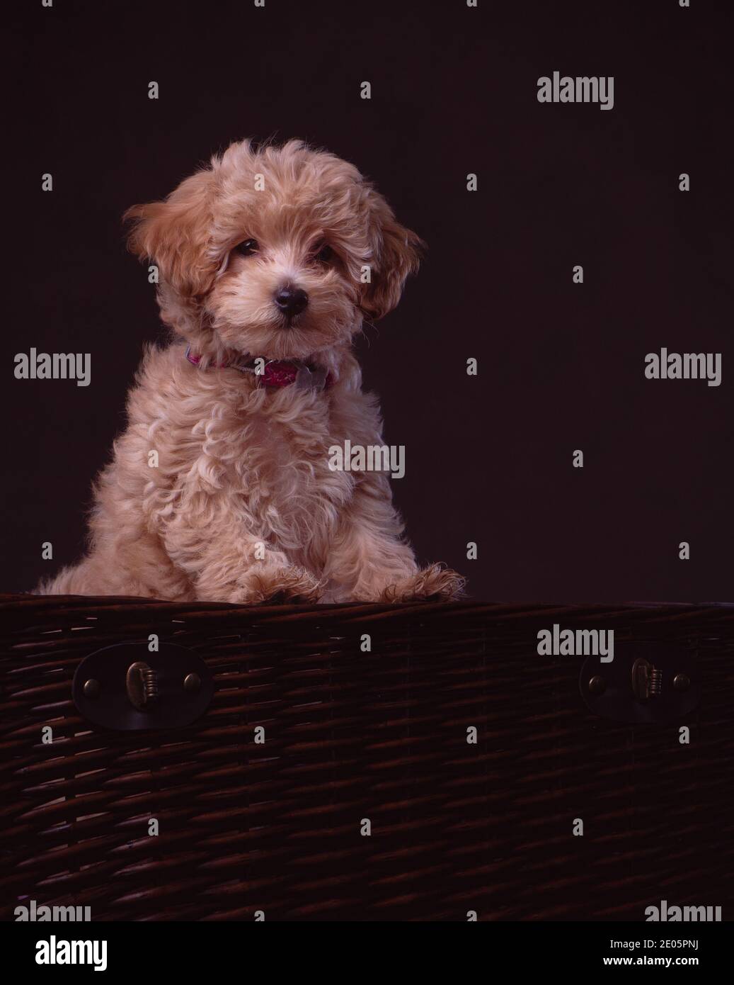 Un adorabile cucciolo Jack-a Poo girato nello studio contro uno sfondo di tela marrone. Parte di una serie di immagini disponibili in diverse pose. Foto Stock