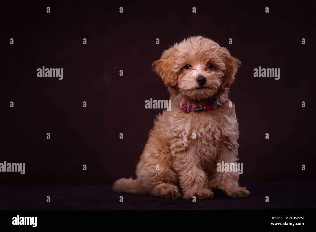 Un adorabile cucciolo Jack-a Poo girato nello studio contro uno sfondo di tela marrone. Parte di una serie di immagini disponibili in diverse pose. Foto Stock