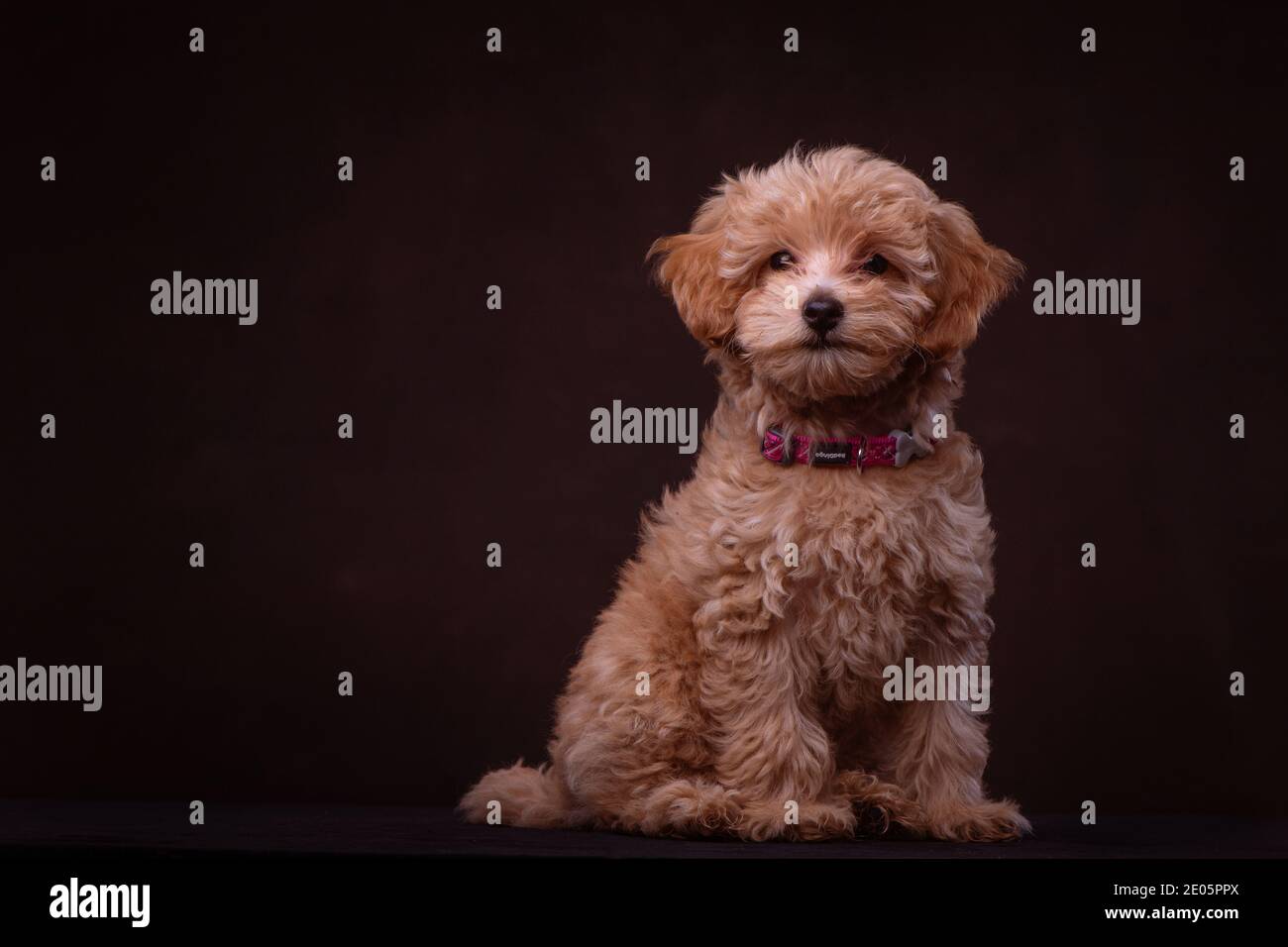 Un adorabile cucciolo Jack-a Poo girato nello studio contro uno sfondo di tela marrone. Parte di una serie di immagini disponibili in diverse pose. Foto Stock
