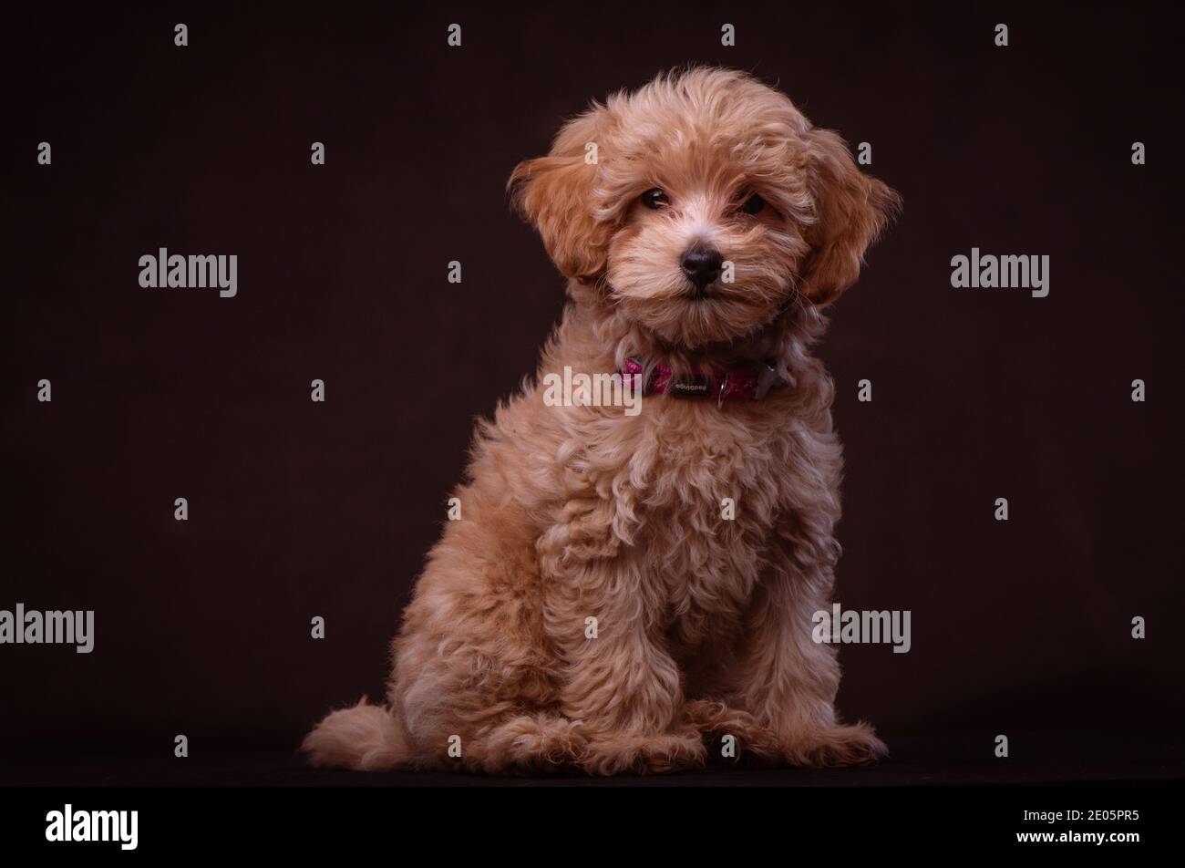 Un adorabile cucciolo Jack-a Poo girato nello studio contro uno sfondo di tela marrone. Parte di una serie di immagini disponibili in diverse pose. Foto Stock