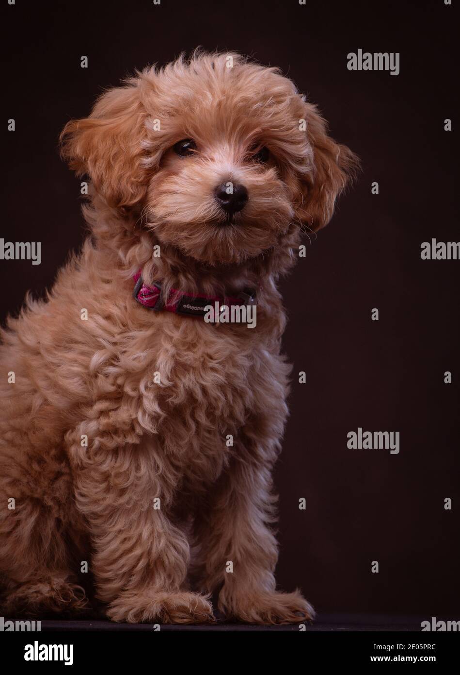 Un adorabile cucciolo Jack-a Poo girato nello studio contro uno sfondo di tela marrone. Parte di una serie di immagini disponibili in diverse pose. Foto Stock