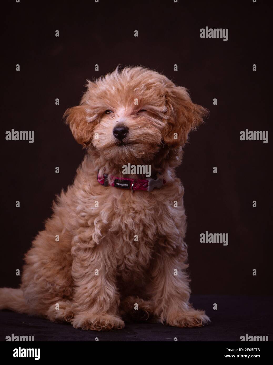 Un adorabile cucciolo Jack-a Poo girato nello studio contro uno sfondo di tela marrone. Parte di una serie di immagini disponibili in diverse pose. Foto Stock