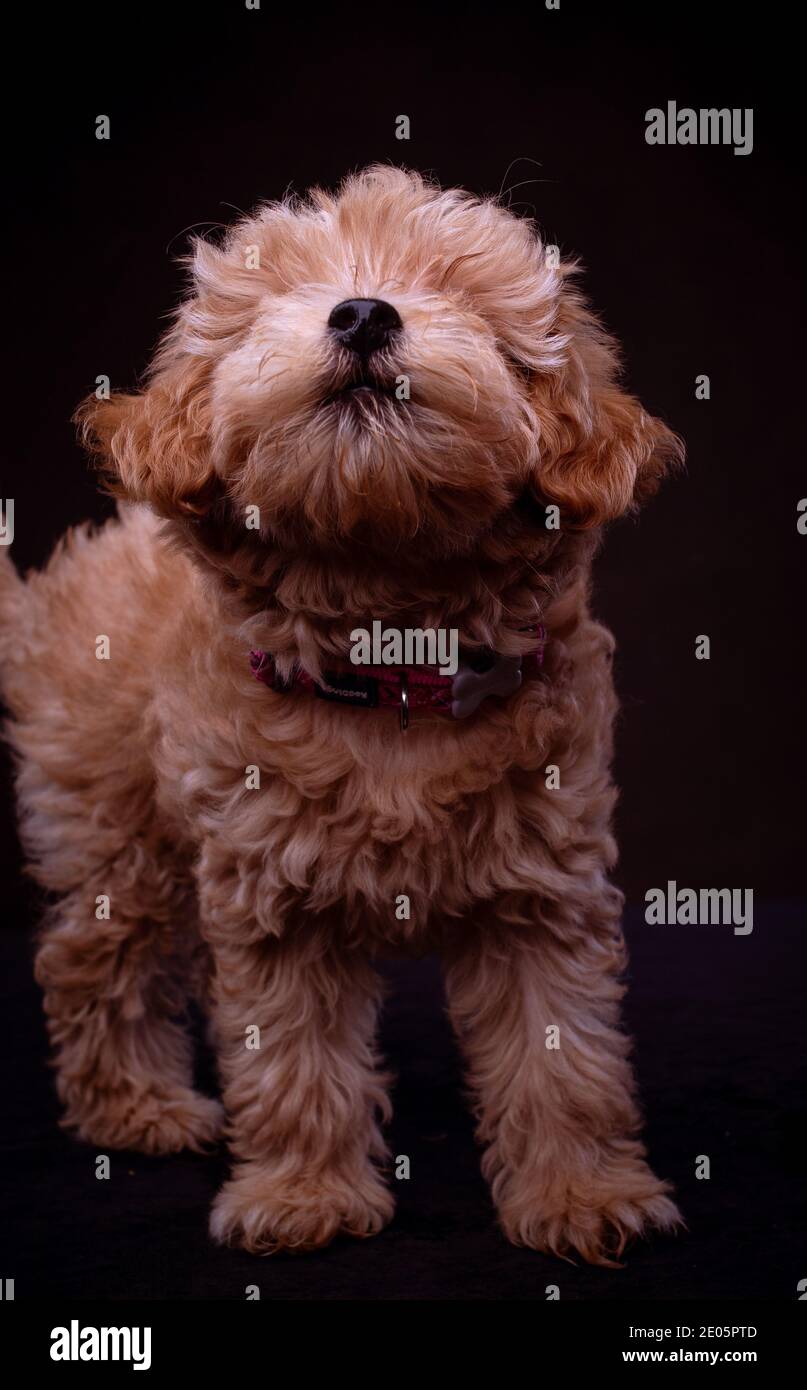 Un adorabile cucciolo Jack-a Poo girato nello studio contro uno sfondo di tela marrone. Parte di una serie di immagini disponibili in diverse pose. Foto Stock