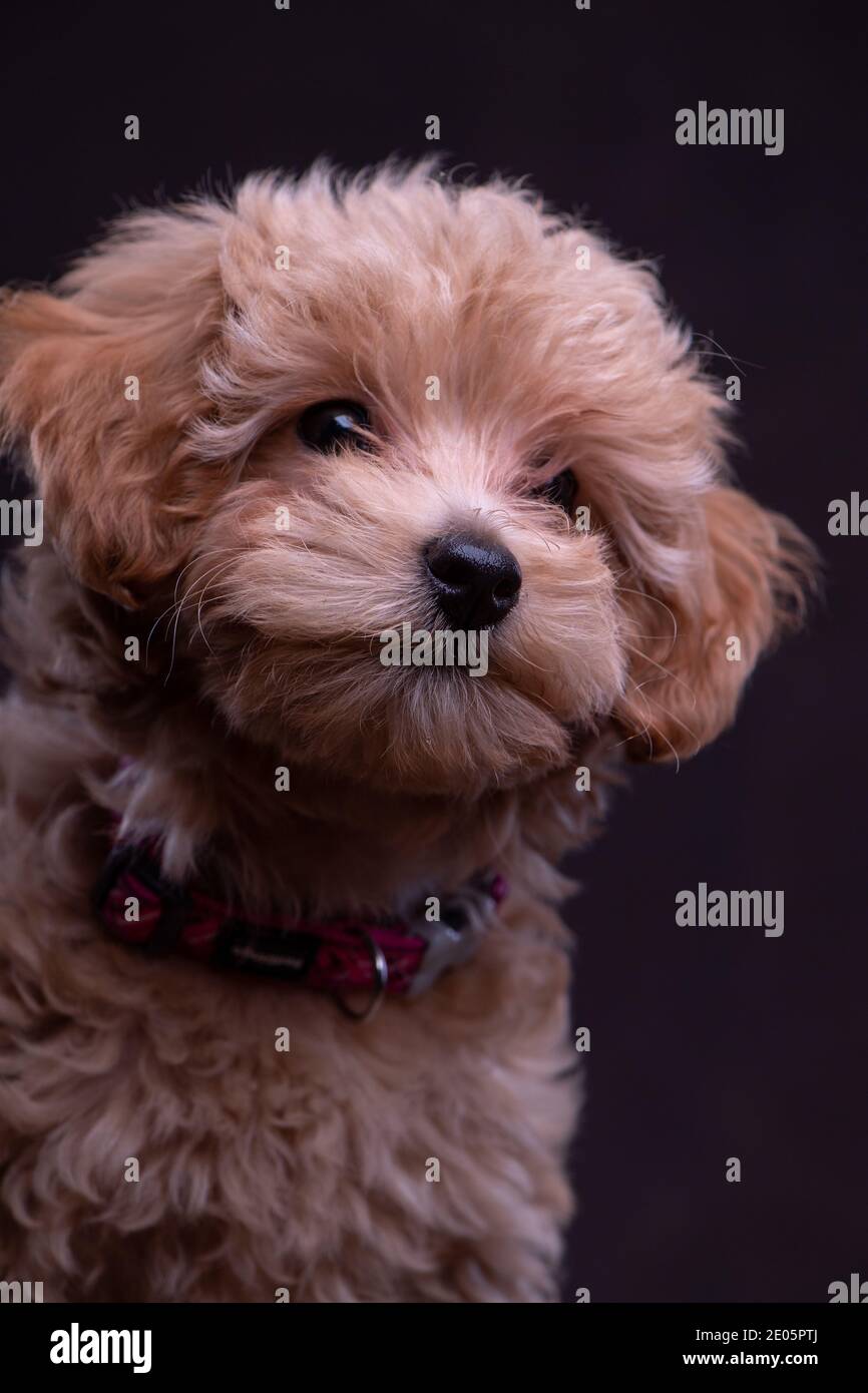 Un adorabile cucciolo Jack-a Poo girato nello studio contro uno sfondo di tela marrone. Parte di una serie di immagini disponibili in diverse pose. Foto Stock