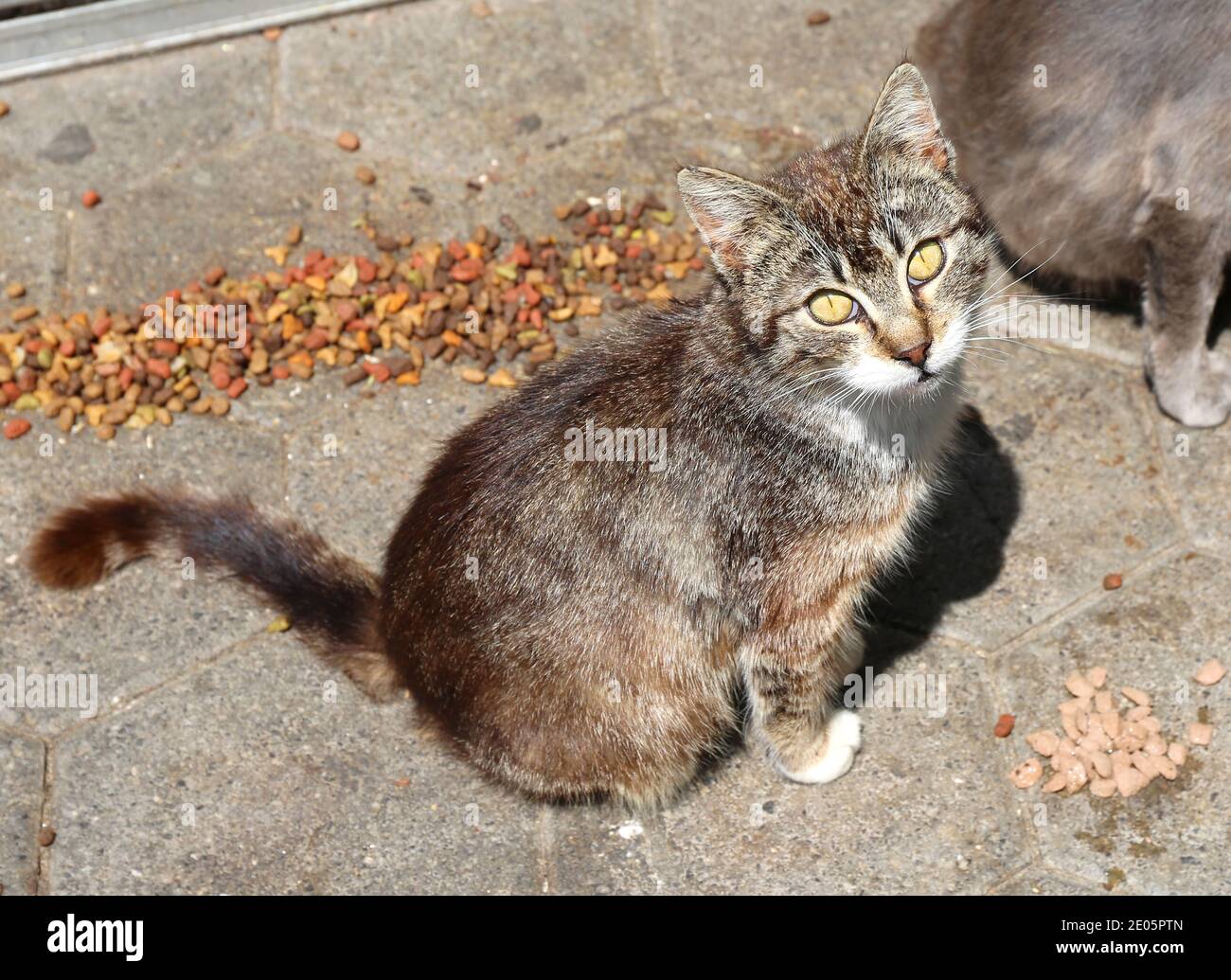 Carino gatto vagato tra cibo gatto a Kos, Grecia Foto Stock