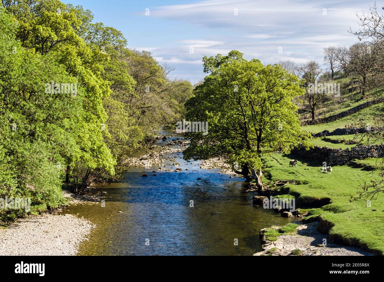 Vista lungo fiume Wharfe in primavera / estate. Kettlewell, Superiore Wharfedale, Yorkshire Dales National Park, North Yorkshire, Inghilterra, Regno Unito, Gran Bretagna Foto Stock