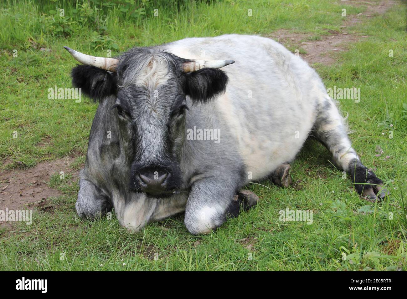 Shorthorn Blue Grey Cow, Hutton Roof Crags Nature Reserve, Cumbria, Regno Unito Foto Stock