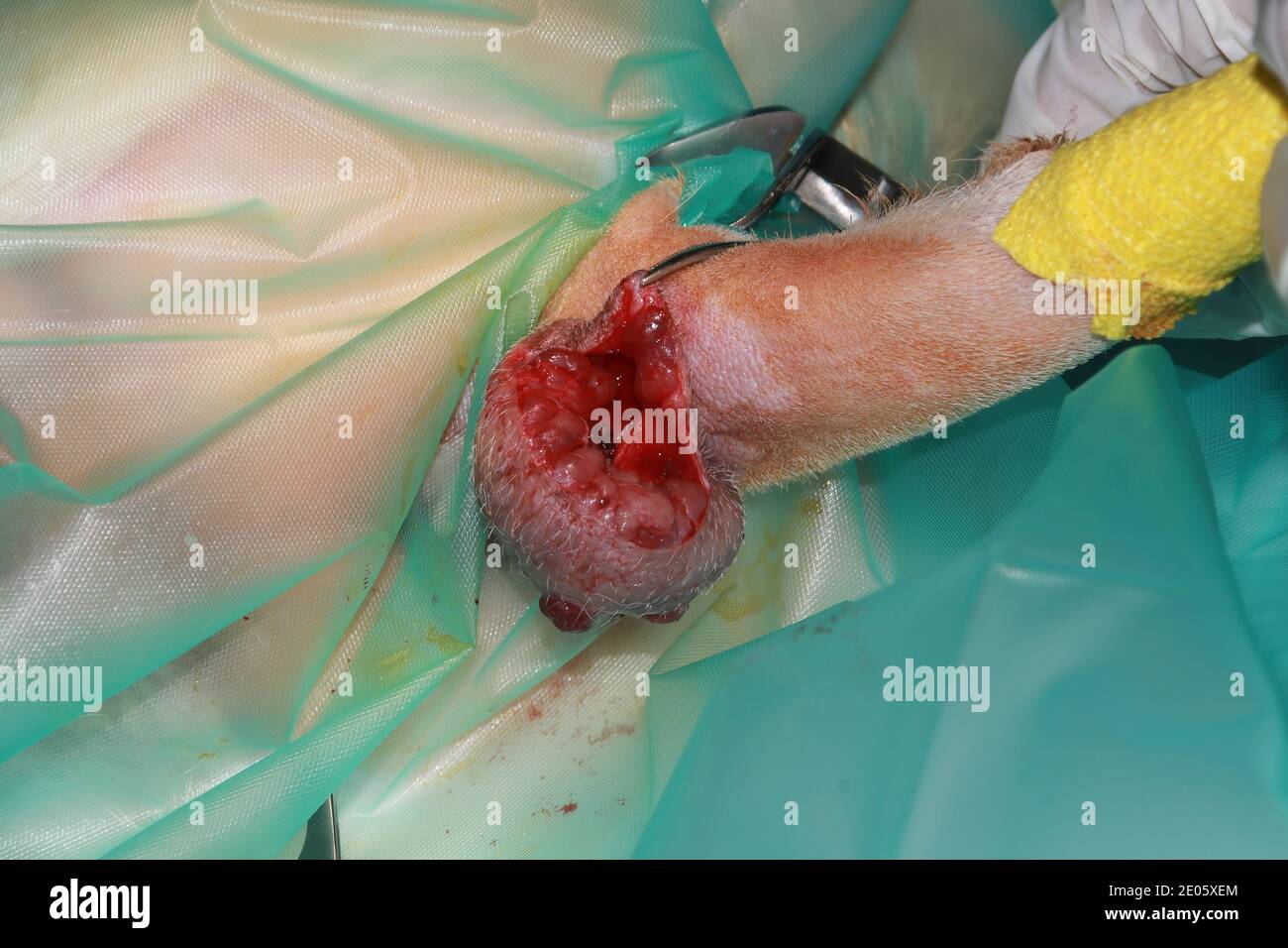 Un chirurgo veterinario rimuove un tumore da sotto la coda Di un cucciolo di Labrador Retriever Foto Stock