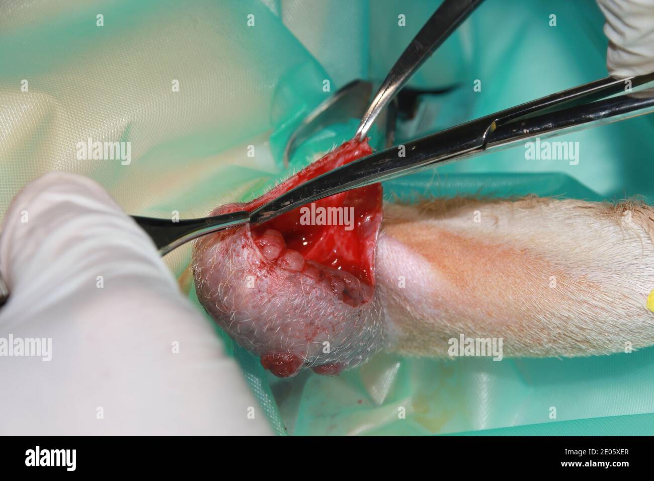 Un chirurgo veterinario rimuove un tumore da sotto la coda Di un cucciolo di Labrador Retriever Foto Stock