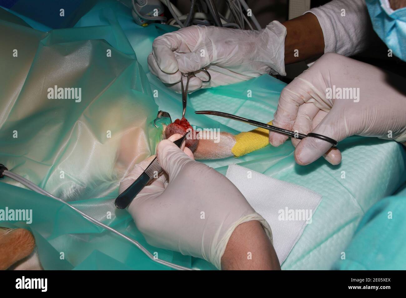 Un chirurgo veterinario rimuove un tumore da sotto la coda Di un cucciolo di Labrador Retriever Foto Stock