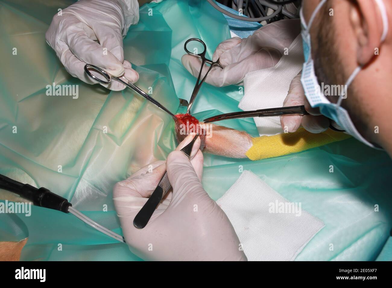 Un chirurgo veterinario rimuove un tumore da sotto la coda Di un cucciolo di Labrador Retriever Foto Stock