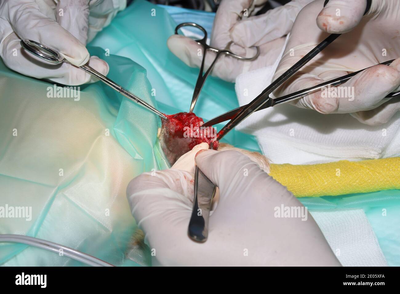 Un chirurgo veterinario rimuove un tumore da sotto la coda Di un cucciolo di Labrador Retriever Foto Stock