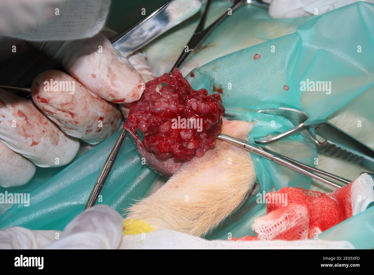 Un chirurgo veterinario rimuove un tumore da sotto la coda Di un cucciolo di Labrador Retiever Foto Stock