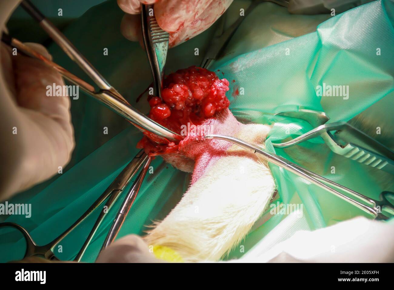 Un chirurgo veterinario rimuove un tumore da sotto la coda Di un cucciolo di Labrador Retiever Foto Stock