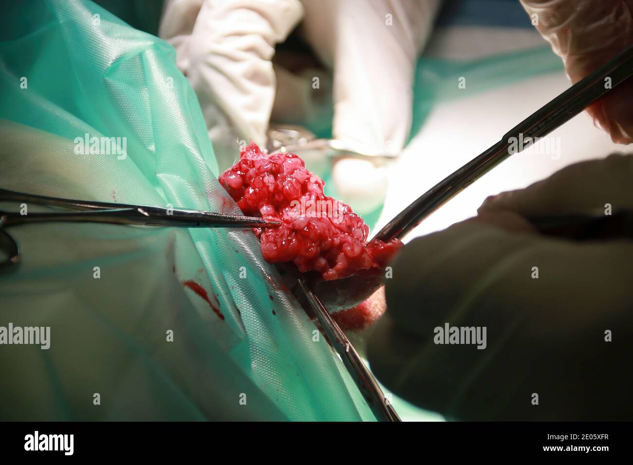 Un chirurgo veterinario rimuove un tumore da sotto la coda Di un cucciolo di Labrador Retiever Foto Stock