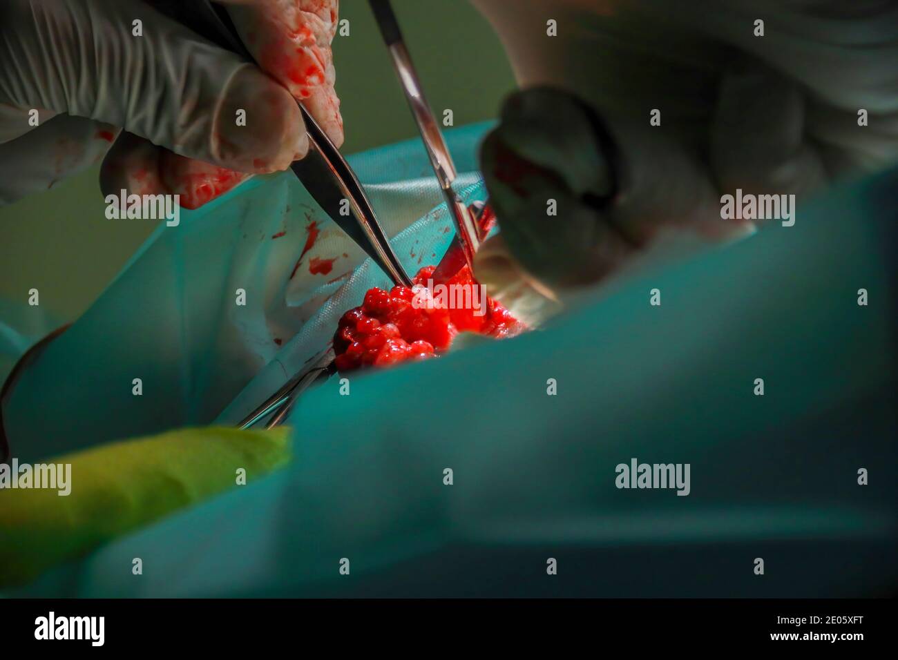 Un chirurgo veterinario rimuove un tumore da sotto la coda Di un cucciolo di Labrador Retiever Foto Stock