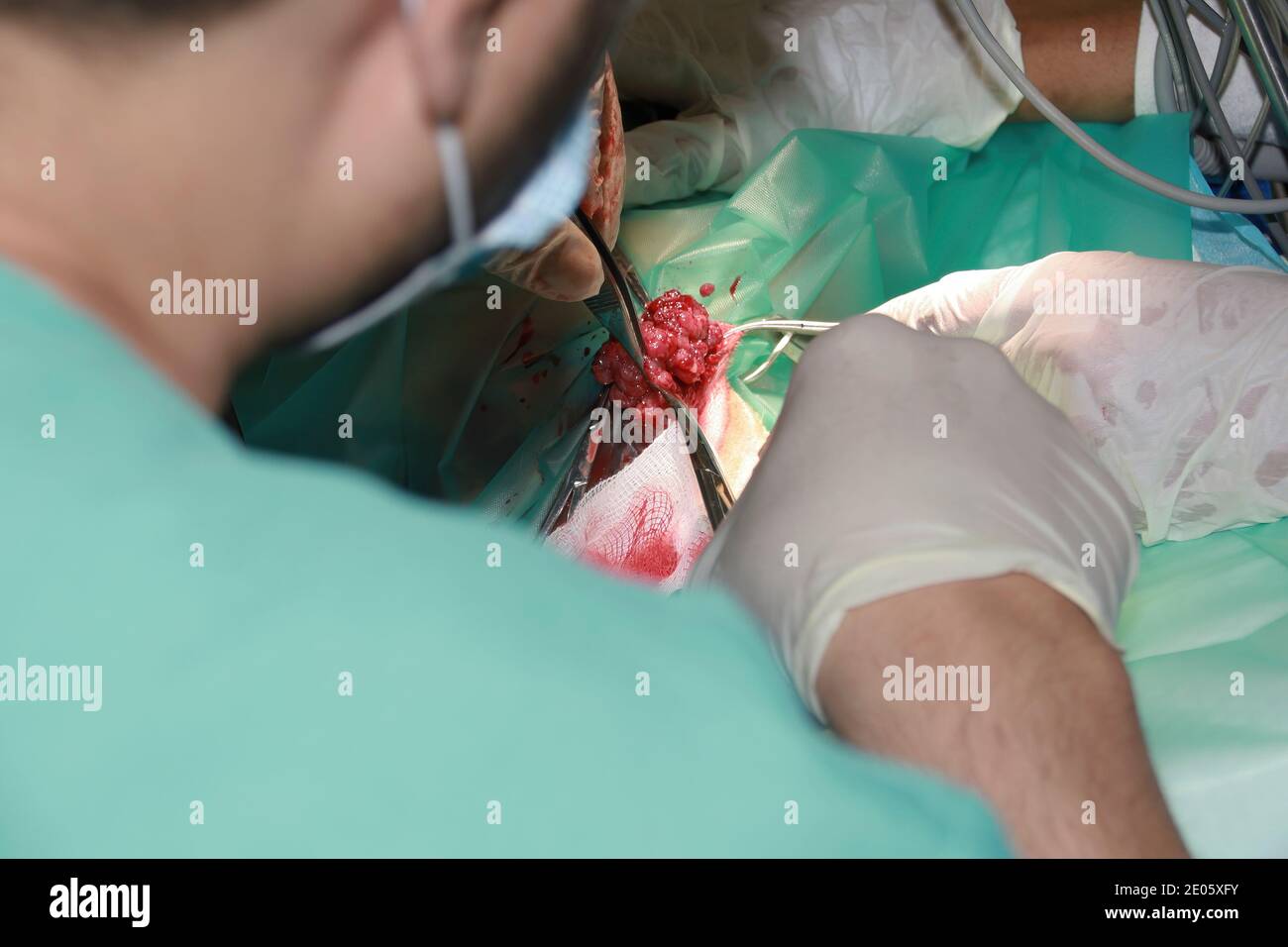 Un chirurgo veterinario rimuove un tumore da sotto la coda Di un cucciolo di Labrador Retiever Foto Stock