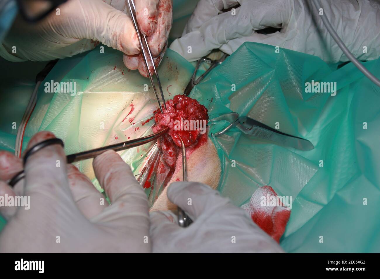 Un chirurgo veterinario rimuove un tumore da sotto la coda Di un cucciolo di Labrador Retiever Foto Stock