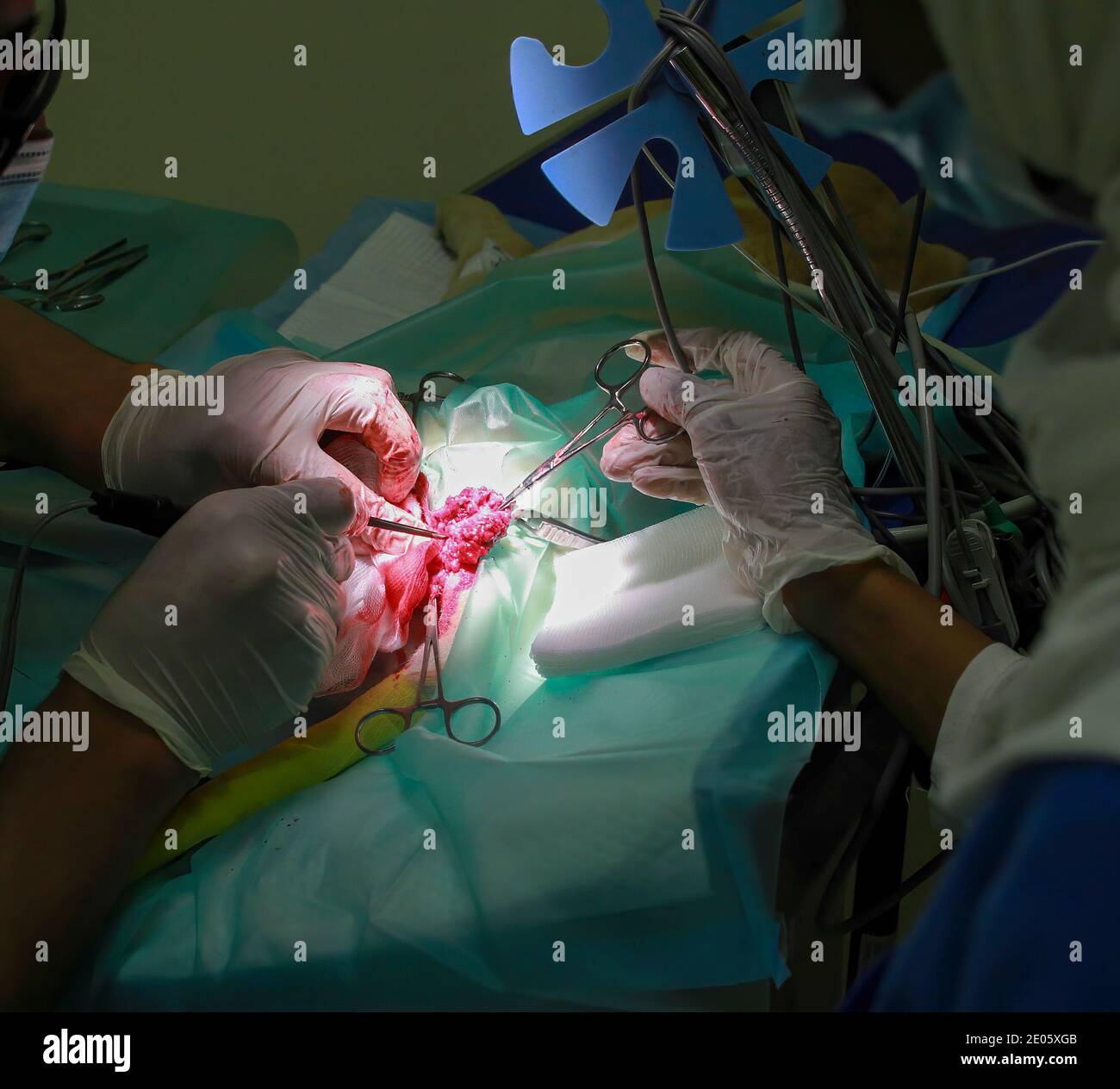 Un chirurgo veterinario rimuove un tumore da sotto la coda Di un cucciolo di Labrador Retiever Foto Stock