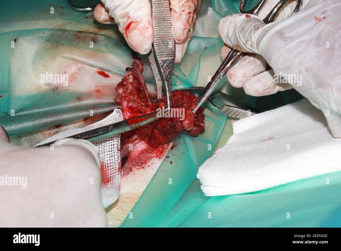 Un chirurgo veterinario rimuove un tumore da sotto la coda Di un cucciolo di Labrador Retiever Foto Stock