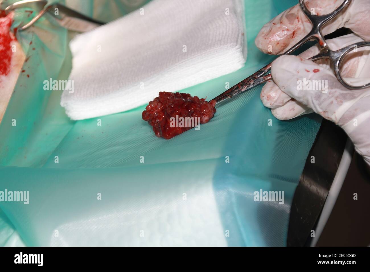 Un chirurgo veterinario rimuove un tumore da sotto la coda Di un cucciolo di Labrador Retiever Foto Stock